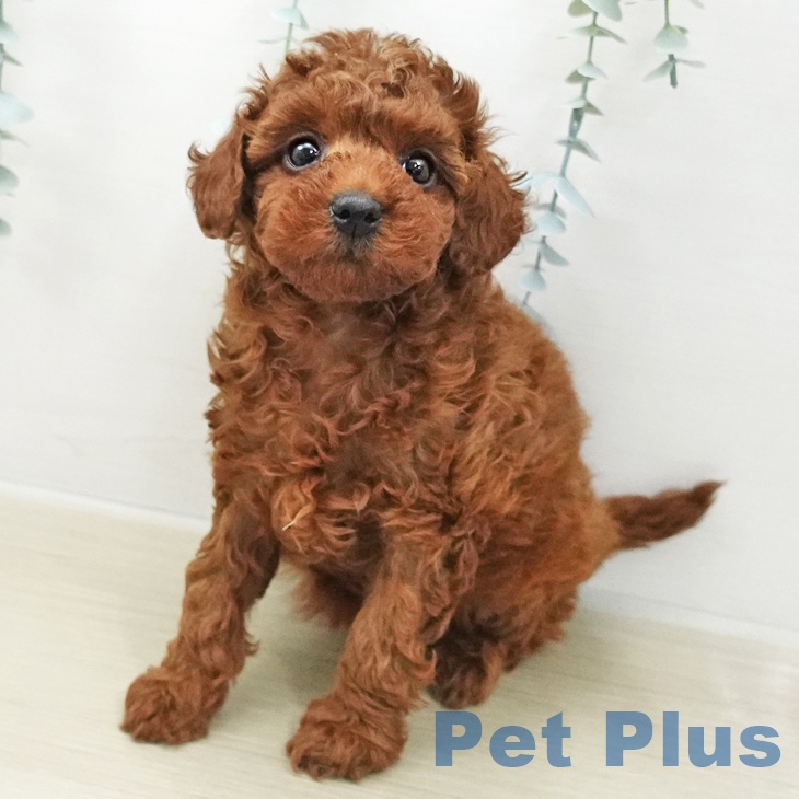 神奈川県のトイプードル(トイ) (ペットプラス 座間店/2025年11月27日生まれ/女の子/レッド)の子犬の1枚目の画像