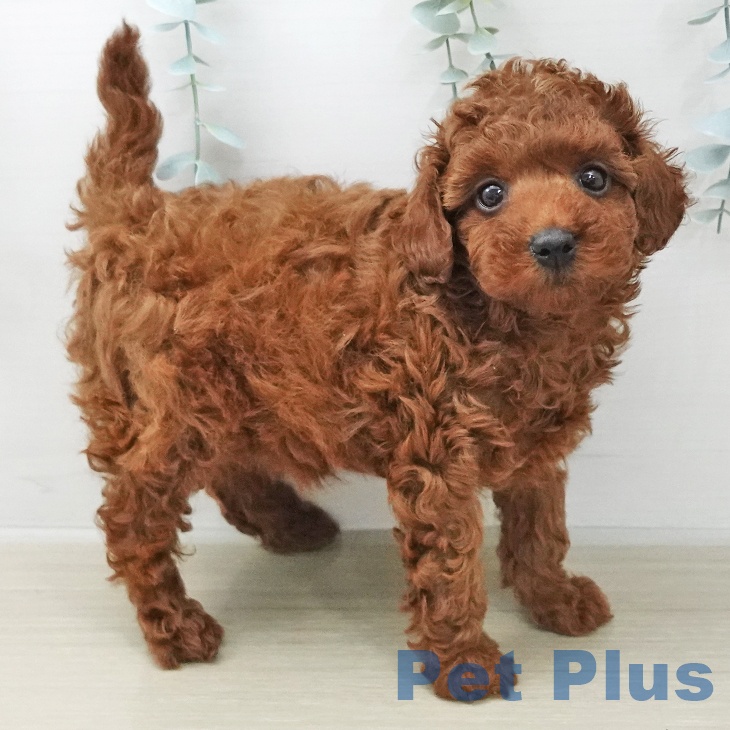 神奈川県のトイプードル(トイ) (ペットプラス 座間店/2025年11月27日生まれ/女の子/レッド)の子犬の2枚目の画像