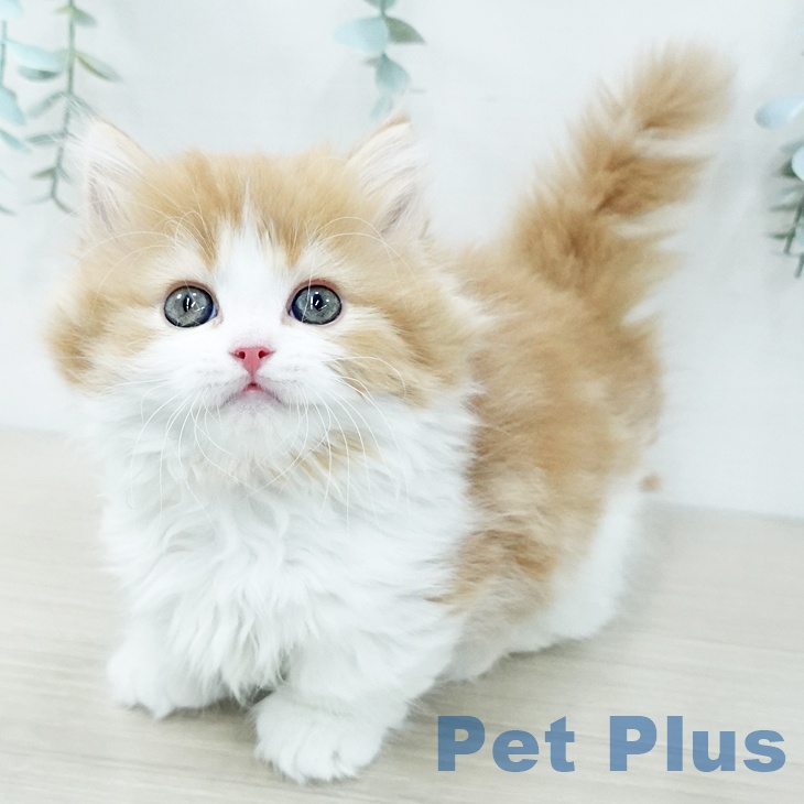 千葉県のマンチカン (ペットプラス 幕張新都心店/2025年11月26日生まれ/男の子/レッドタビーホワイト)の子猫の1枚目の画像