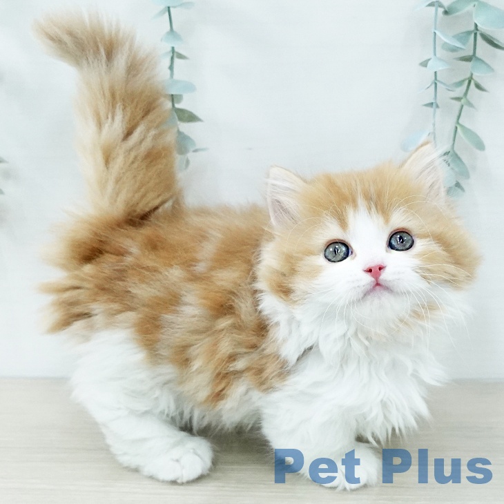 千葉県のマンチカン (ペットプラス 幕張新都心店/2025年11月26日生まれ/男の子/レッドタビーホワイト)の子猫の2枚目の画像