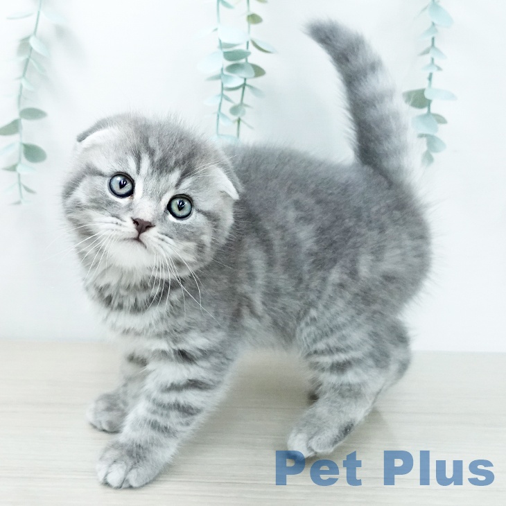 千葉県のスコティッシュフォールド (ペットプラス 幕張新都心店/2025年11月26日生まれ/男の子/ブルータビー)の子猫の1枚目の画像