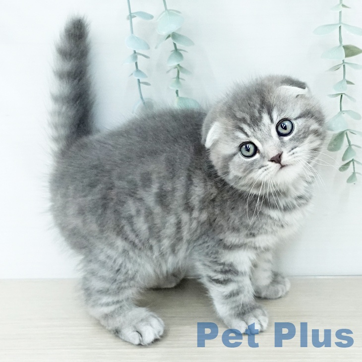 千葉県のスコティッシュフォールド (ペットプラス 幕張新都心店/2025年11月26日生まれ/男の子/ブルータビー)の子猫の2枚目の画像