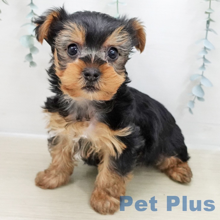 東京都のヨークシャーテリア (ペッツワン 青梅インター店/2025年11月27日生まれ/男の子/スチールブルータン)の子犬の1枚目の画像