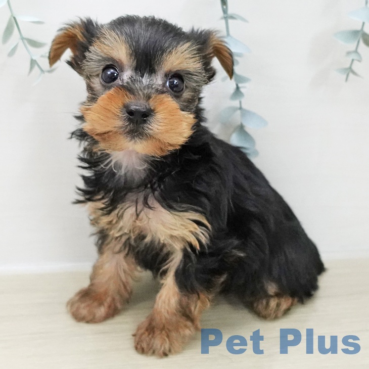 長野県のヨークシャーテリア (ペットプラス 松本店/2025年11月27日生まれ/女の子/スチールブルータン)の子犬