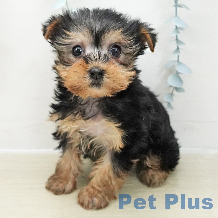 神奈川県のヨークシャーテリア (ペットプラス 湘南平塚店/2025年11月27日生まれ/女の子/スチールブルータン)の子犬の1枚目の画像