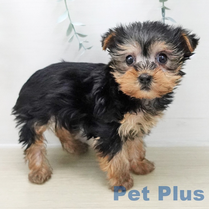 神奈川県のヨークシャーテリア (ペットプラス 湘南平塚店/2025年11月27日生まれ/女の子/スチールブルータン)の子犬の2枚目の画像