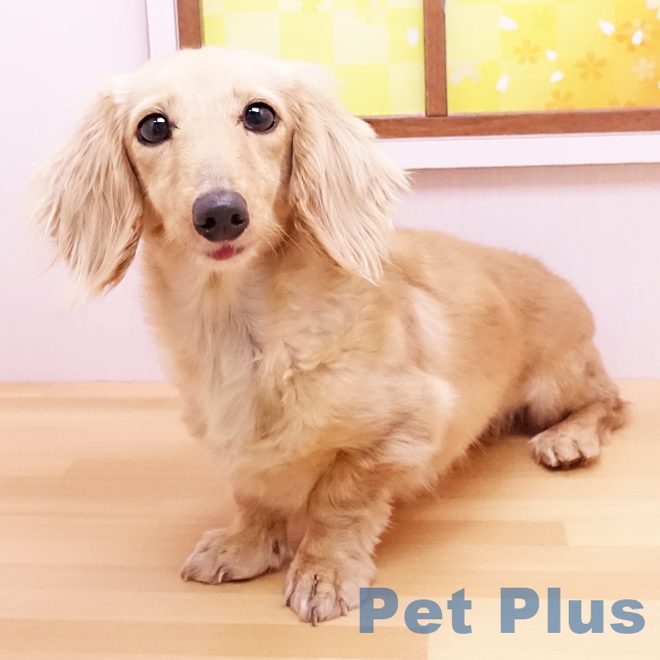 ミニチュア・ダックスフンド