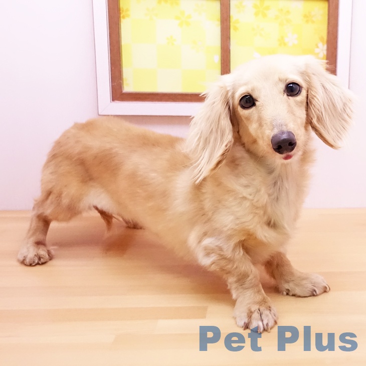 ミニチュア・ダックスフンド