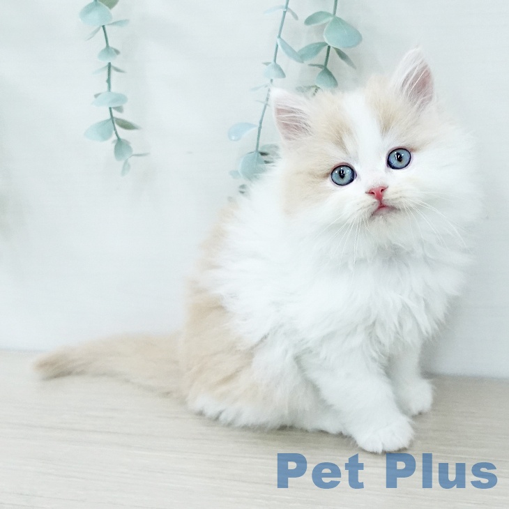 神奈川県のラガマフィン (ペットプラス 武蔵小杉店/2025年11月27日生まれ/男の子/クリームタビーホワイト)の子猫の1枚目の画像