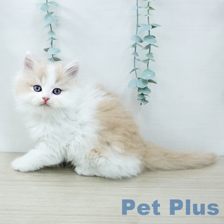 神奈川県のラガマフィン (ペットプラス 武蔵小杉店/2025年11月27日生まれ/男の子/クリームタビーホワイト)の子猫の2枚目の画像