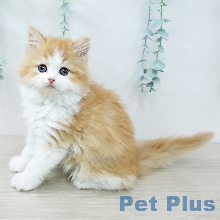 神奈川県のラガマフィン (ペットプラス 天王町店/2025年11月27日生まれ/女の子/レッドタビーホワイト)の子猫の1枚目の画像
