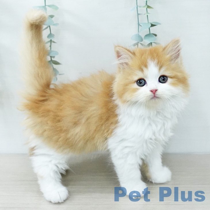 神奈川県のラガマフィン (ペットプラス 天王町店/2025年11月27日生まれ/女の子/レッドタビーホワイト)の子猫の2枚目の画像