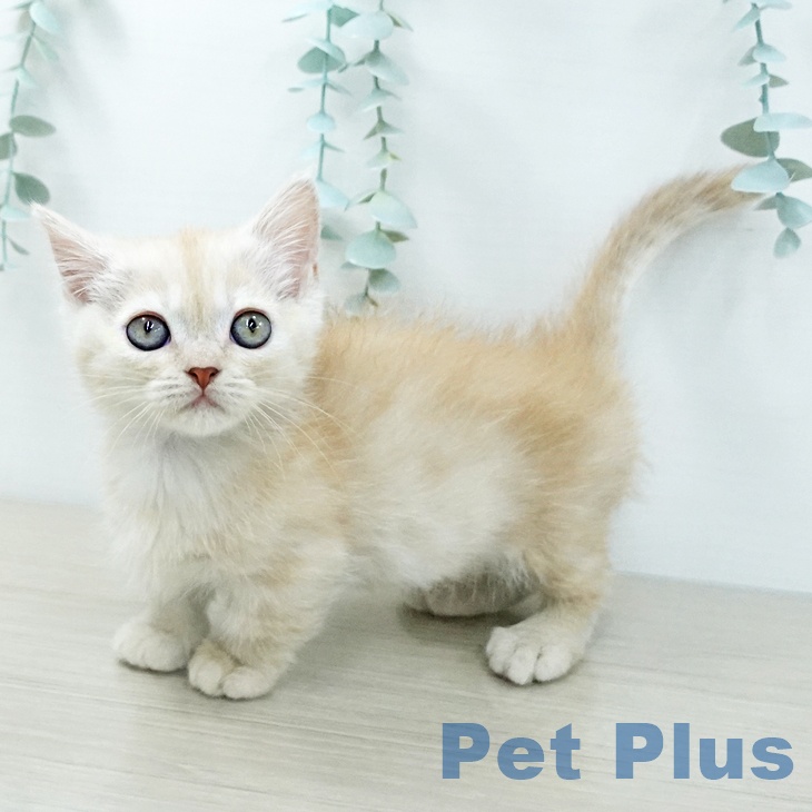 福島県のマンチカン (ペットプラス 福島店/2025年11月27日生まれ/男の子/クリームタビー)の子猫の1枚目の画像