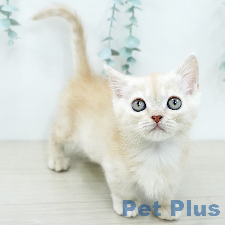 福島県のマンチカン (ペットプラス 福島店/2025年11月27日生まれ/男の子/クリームタビー)の子猫の2枚目の画像