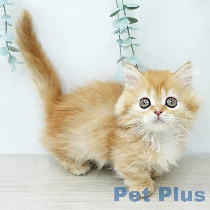 茨城県のマンチカン (ペットプラス つくば店/2025年11月27日生まれ/女の子/レッドタビー)の子猫の1枚目の画像