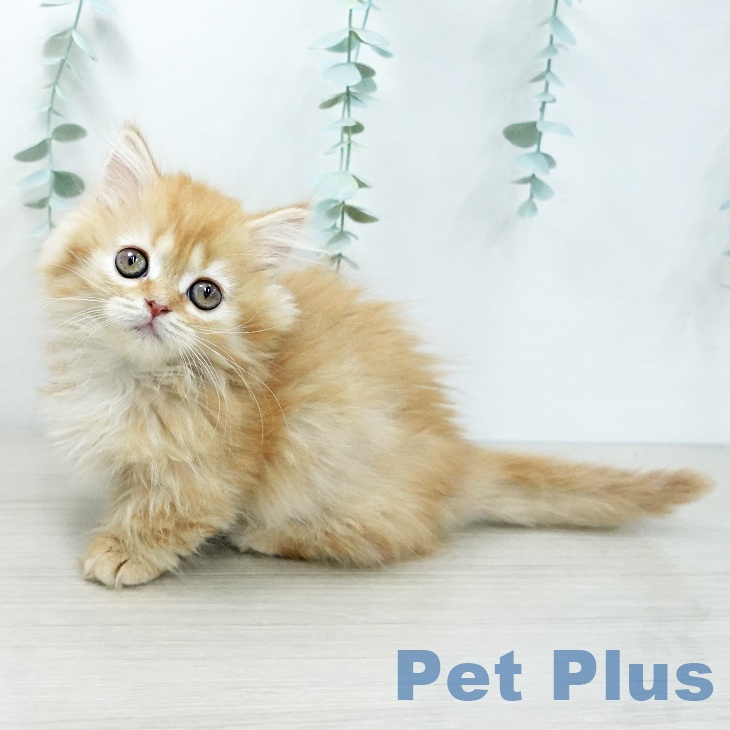 茨城県のマンチカン (ペットプラス つくば店/2025年11月27日生まれ/女の子/レッドタビー)の子猫の2枚目の画像