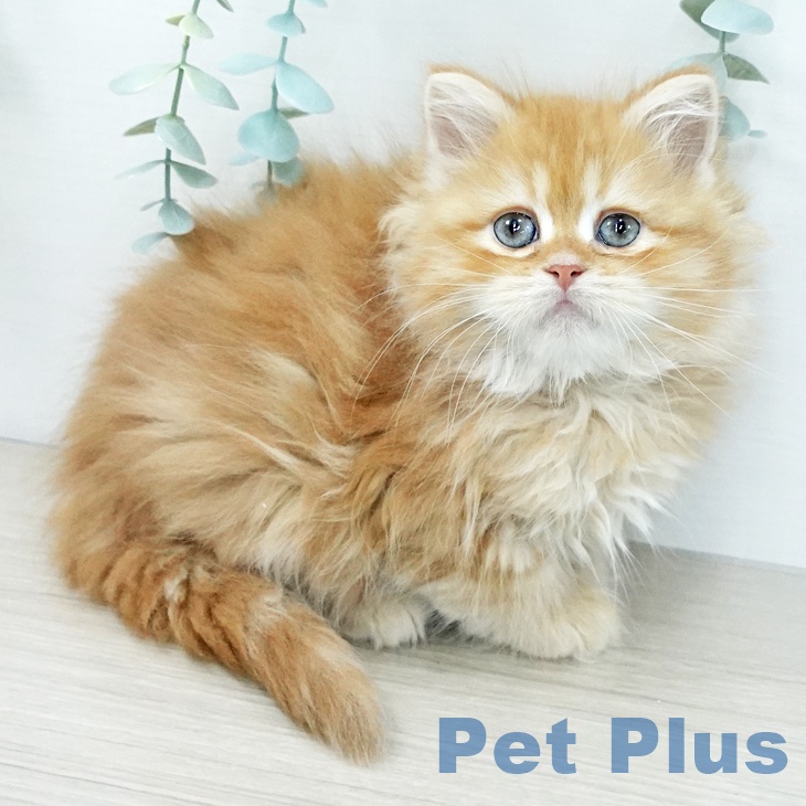 東京都のサイベリアン (ペットプラス アクアシティお台場店/2025年11月27日生まれ/男の子/レッドタビーホワイト)の子猫の1枚目の画像