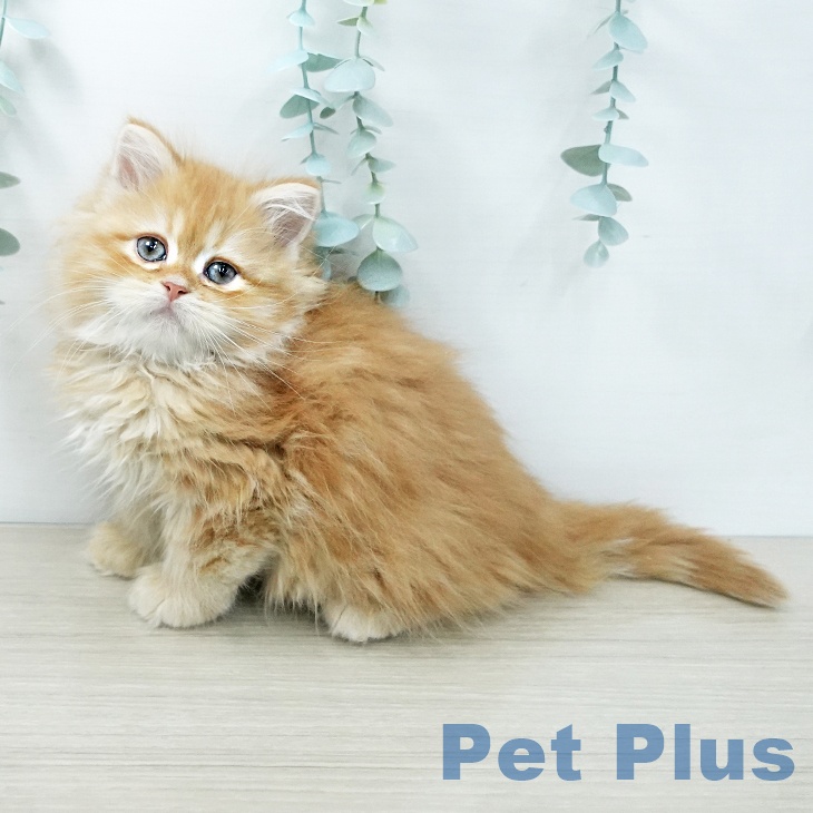 東京都のサイベリアン (ペットプラス アクアシティお台場店/2025年11月27日生まれ/男の子/レッドタビーホワイト)の子猫の2枚目の画像