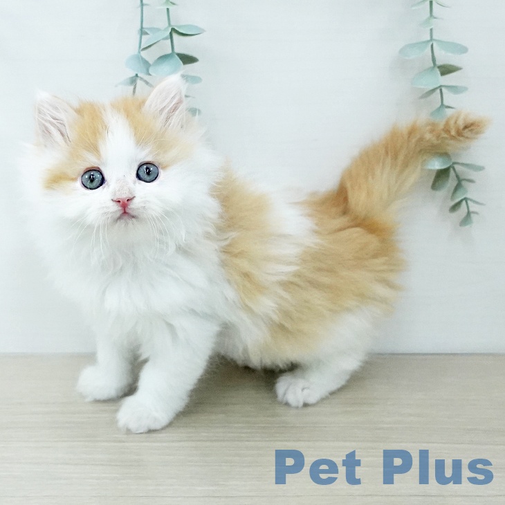 千葉県のサイベリアン (ペットプラス 幕張新都心店/2025年11月27日生まれ/女の子/レッドタビーホワイト)の子猫の1枚目の画像