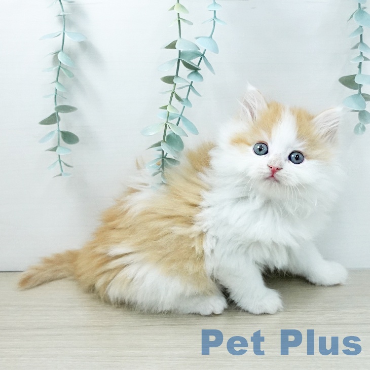 千葉県のサイベリアン (ペットプラス 幕張新都心店/2025年11月27日生まれ/女の子/レッドタビーホワイト)の子猫の2枚目の画像