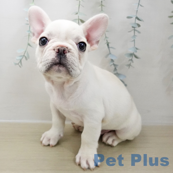 埼玉県のフレンチブルドッグ (ペットプラス 羽生店/2025年11月25日生まれ/男の子/クリーム)の子犬の1枚目の画像