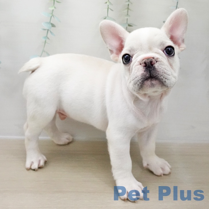 埼玉県のフレンチブルドッグ (ペットプラス 羽生店/2025年11月25日生まれ/男の子/クリーム)の子犬の2枚目の画像
