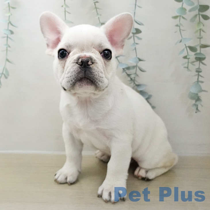 長野県のフレンチブルドッグ (ペットプラス 須坂店/2025年11月25日生まれ/男の子/クリーム)の子犬の1枚目の画像