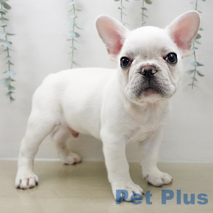長野県のフレンチブルドッグ (ペットプラス 須坂店/2025年11月25日生まれ/男の子/クリーム)の子犬の2枚目の画像