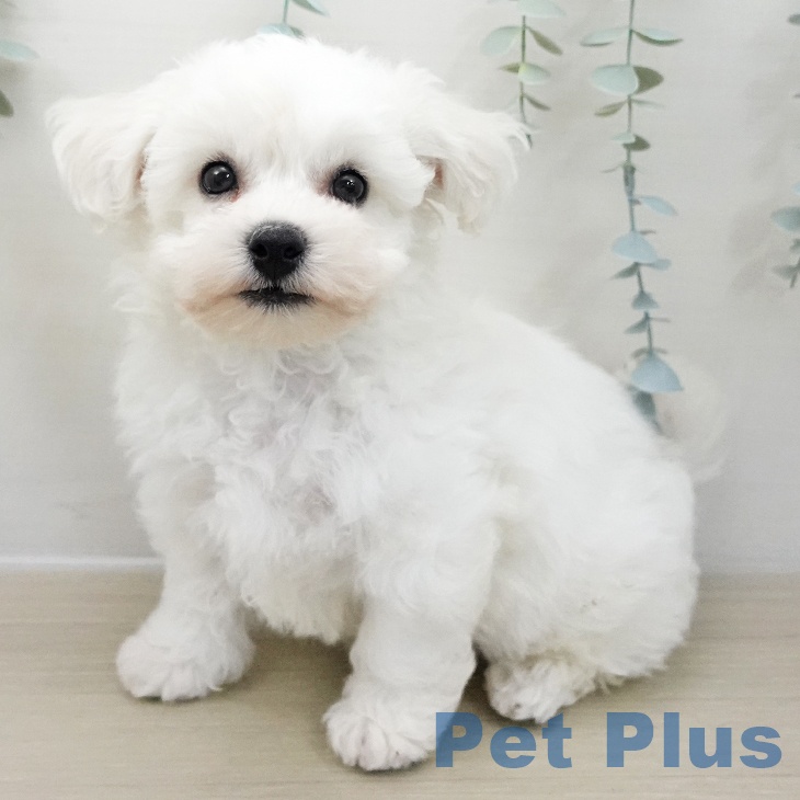 神奈川県のビションフリーゼ (ペットプラス 新百合丘店/2025年11月25日生まれ/男の子/ホワイト)の子犬の1枚目の画像