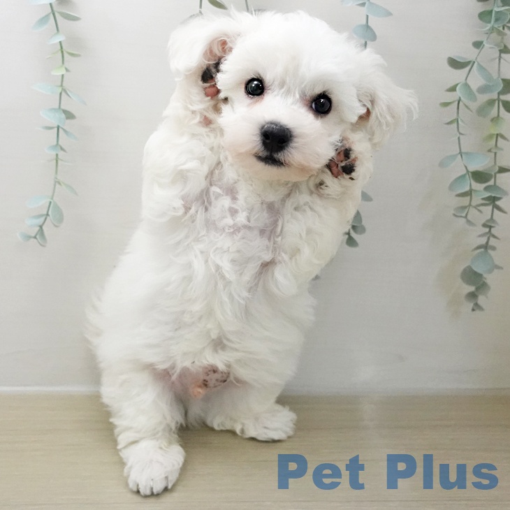 神奈川県のビションフリーゼ (ペットプラス 新百合丘店/2025年11月25日生まれ/男の子/ホワイト)の子犬の2枚目の画像