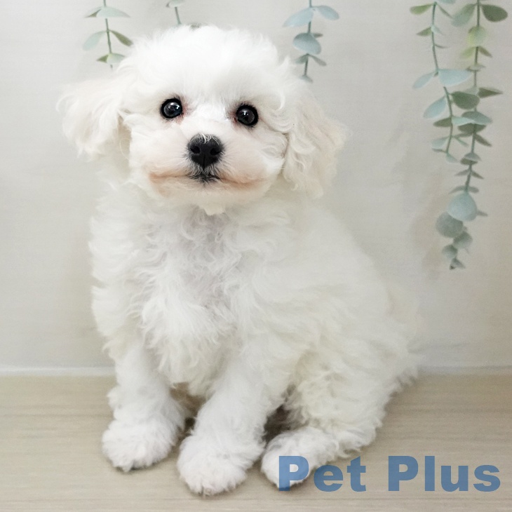 茨城県のビションフリーゼ (ペッツワン つくば店/2025年11月25日生まれ/男の子/ホワイト)の子犬の1枚目の画像