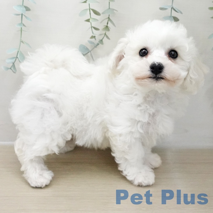 茨城県のビションフリーゼ (ペッツワン つくば店/2025年11月25日生まれ/男の子/ホワイト)の子犬の2枚目の画像