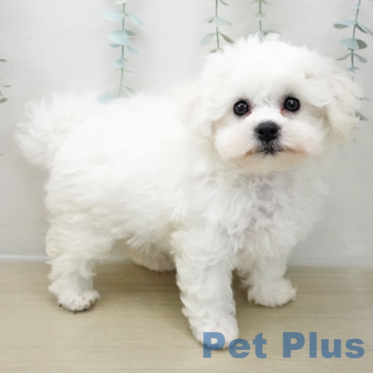 岩手県のビションフリーゼ (ペットプラス 盛岡南店/2025年11月25日生まれ/女の子/ホワイト)の子犬