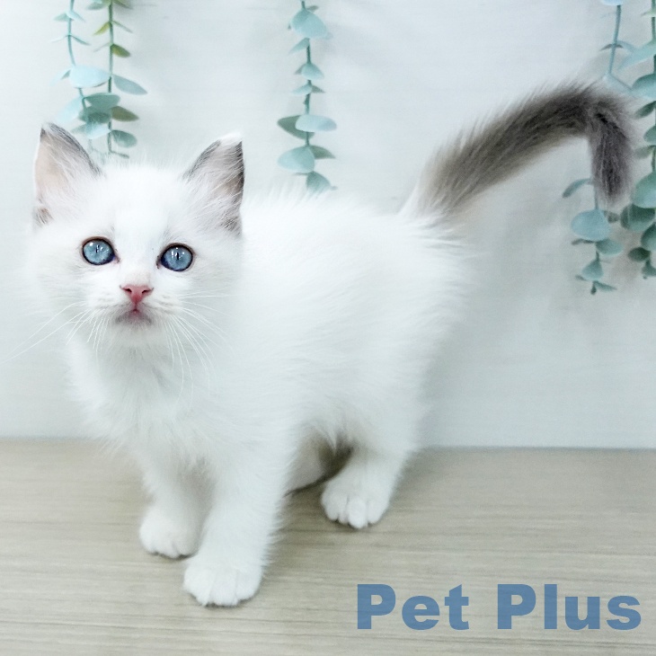 神奈川県のラグドール (ペットプラス 新百合丘店/2025年11月25日生まれ/女の子/ブルーポイントバイカラー)の子猫の1枚目の画像