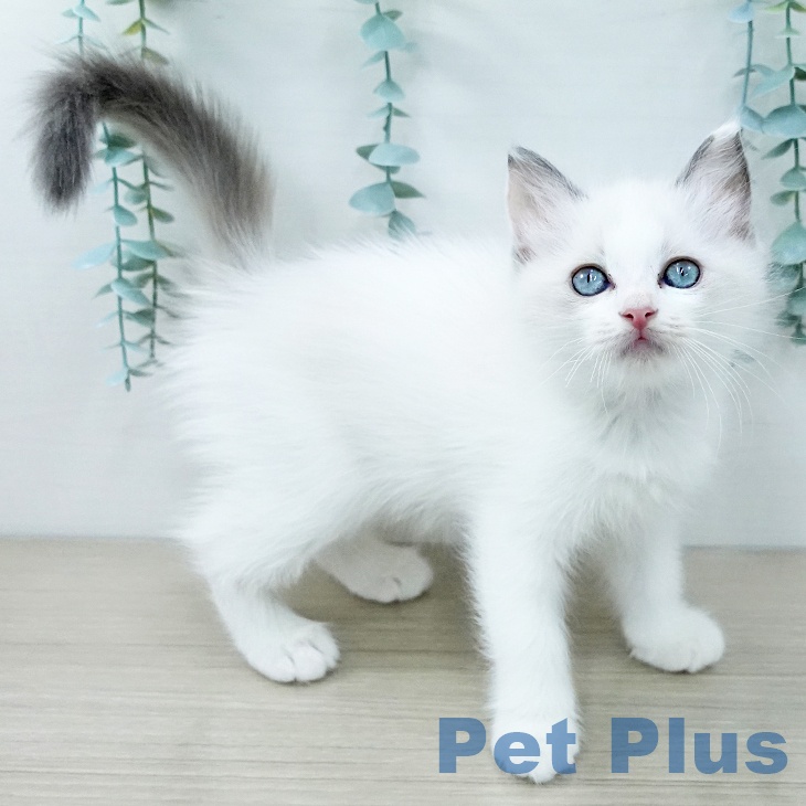神奈川県のラグドール (ペットプラス 新百合丘店/2025年11月25日生まれ/女の子/ブルーポイントバイカラー)の子猫の2枚目の画像