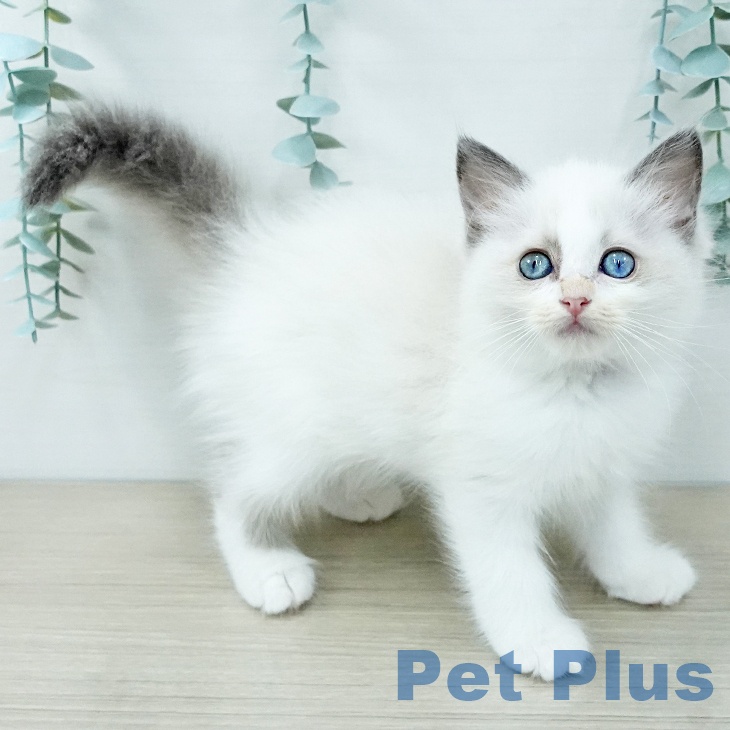 東京都のラグドール (ペットプラス 日の出店/2025年11月25日生まれ/女の子/ブルーポイントバイカラー)の子猫の2枚目の画像
