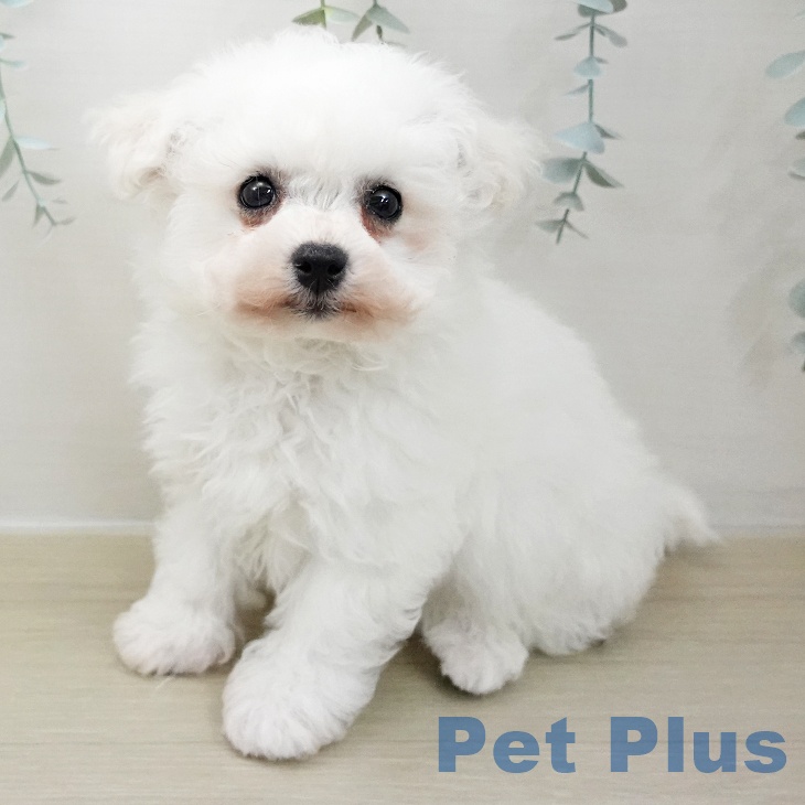埼玉県のビションフリーゼ (ペットプラス 川口店/2025年11月24日生まれ/男の子/ホワイト)の子犬の1枚目の画像