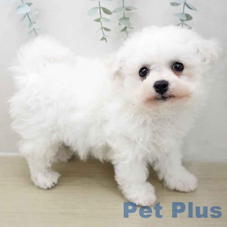 埼玉県のビションフリーゼ (ペットプラス 川口店/2025年11月24日生まれ/男の子/ホワイト)の子犬の2枚目の画像