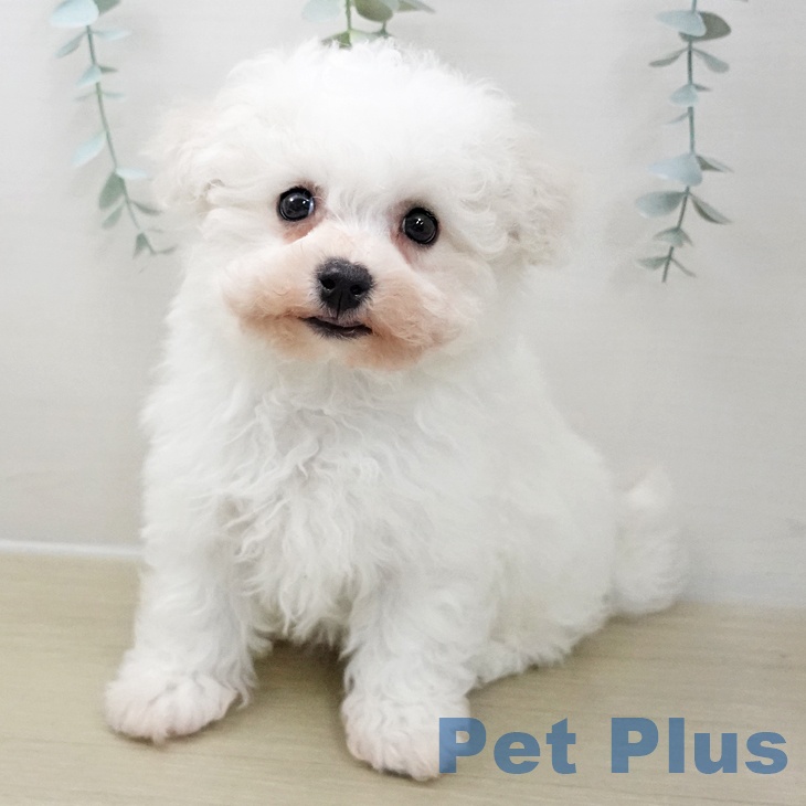埼玉県のビションフリーゼ (ペットプラス 浦和美園店/2025年11月24日生まれ/男の子/ホワイト)の子犬の1枚目の画像