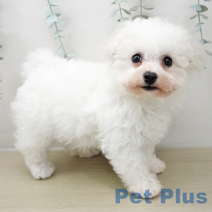 埼玉県のビションフリーゼ (ペットプラス 浦和美園店/2025年11月24日生まれ/男の子/ホワイト)の子犬の2枚目の画像