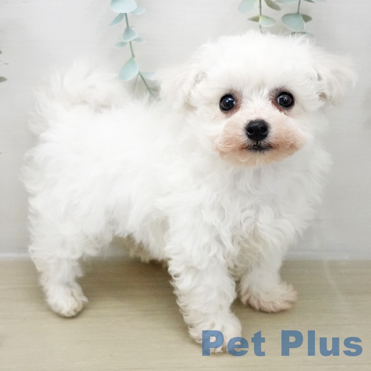 埼玉県のビションフリーゼ (ペットプラス コクーンシティ店/2025年11月24日生まれ/女の子/ホワイト)の子犬の1枚目の画像