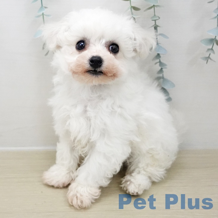 埼玉県のビションフリーゼ (ペットプラス コクーンシティ店/2025年11月24日生まれ/女の子/ホワイト)の子犬の2枚目の画像