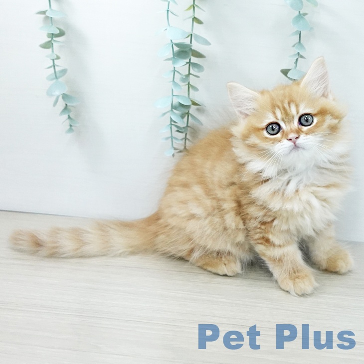 千葉県のサイベリアン (ペットプラス 八千代緑が丘店/2025年11月27日生まれ/男の子/レッドタビー)の子猫の1枚目の画像