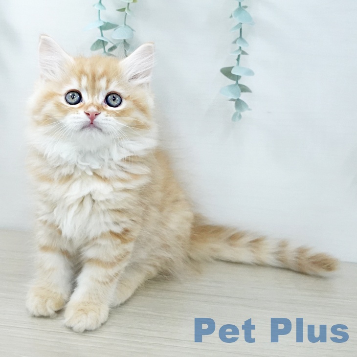 神奈川県のサイベリアン (ペットプラス ゆめが丘ソラトス店/2025年11月27日生まれ/男の子/レッドタビー)の子猫の1枚目の画像