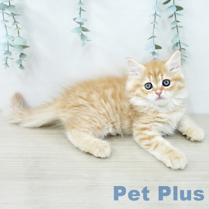 神奈川県のサイベリアン (ペットプラス ゆめが丘ソラトス店/2025年11月27日生まれ/男の子/レッドタビー)の子猫の2枚目の画像