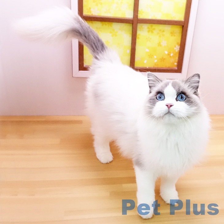 ラグドールの写真2