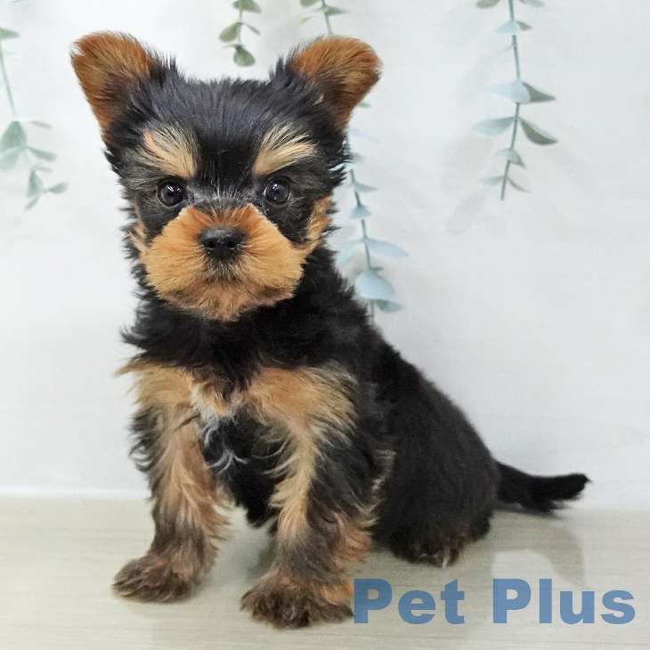 埼玉県のヨークシャーテリア (ペットプラス ららぽーと新三郷店/2025年11月22日生まれ/男の子/スチールブルータン)の子犬の1枚目の画像