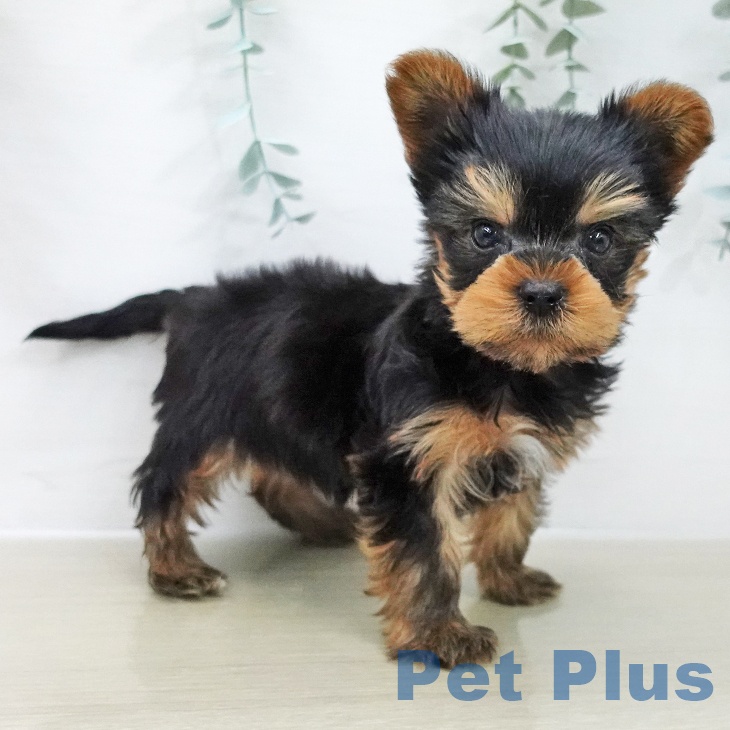 埼玉県のヨークシャーテリア (ペットプラス ららぽーと新三郷店/2025年11月22日生まれ/男の子/スチールブルータン)の子犬の2枚目の画像