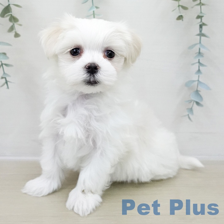 茨城県のマルチーズ (ペッツワン つくば店/2025年11月27日生まれ/男の子/ホワイト)の子犬の1枚目の画像