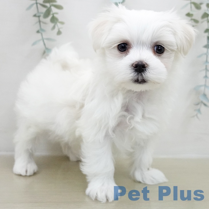 茨城県のマルチーズ (ペッツワン つくば店/2025年11月27日生まれ/男の子/ホワイト)の子犬の2枚目の画像